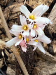Abeliophyllum distichum Roseum - Champion Plants