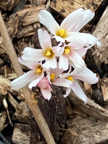 Abeliophyllum distichum Roseum - Champion Plants