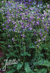 Polemonium boreale Heavenly Habit - Champion Plants