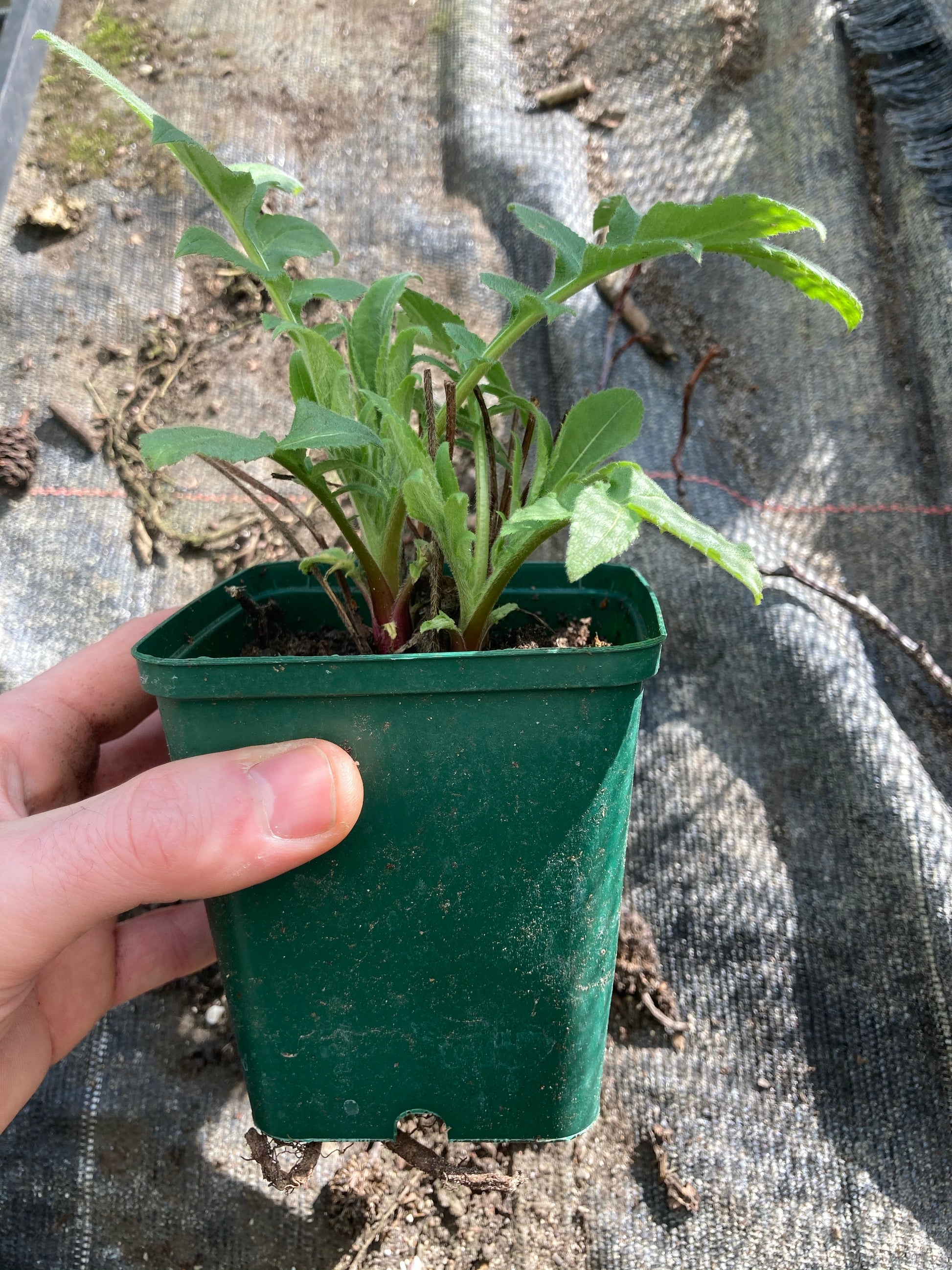 Cephalaria gigantea - Champion Plants