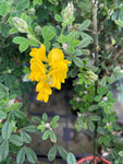 Genista canariensis (Fragrans) - AGM - Champion Plants