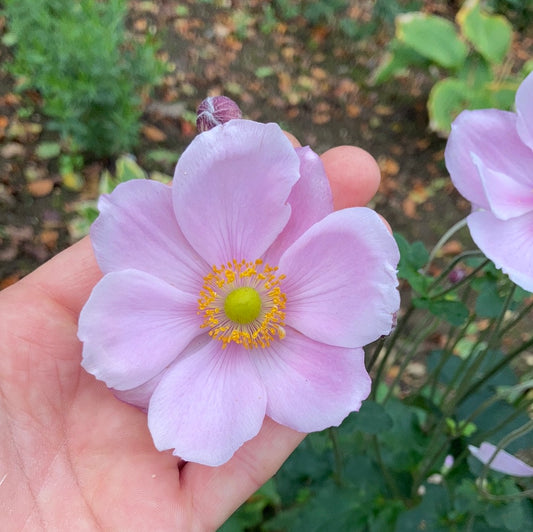 Anemone × hybrida 'Lorelei' - Champion Plants