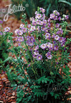Polemonium boreale Heavenly Habit - Champion Plants