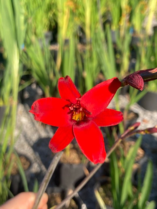 Crocosmia Hellfire AGM - Champion Plants