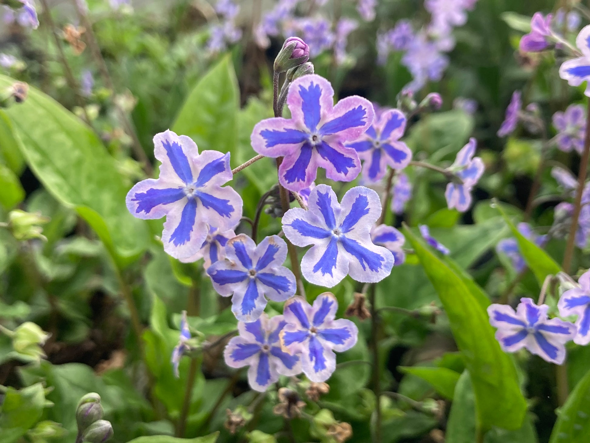 Omphalodes cappadocica Starry Eyes - Champion Plants