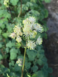 Thalictrum delavayi Album - Champion Plants