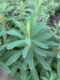 Euphorbia characias subsp. wulfenii - Champion Plants