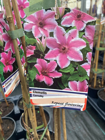 Clematis Carnaby - Champion Plants