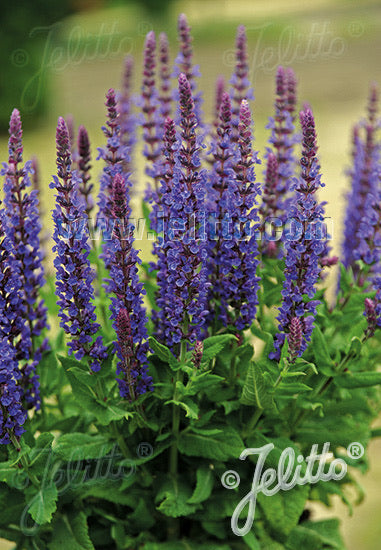 Salvia x sylvestris 'Blue Queen' ('Blaukonigin') - Champion Plants