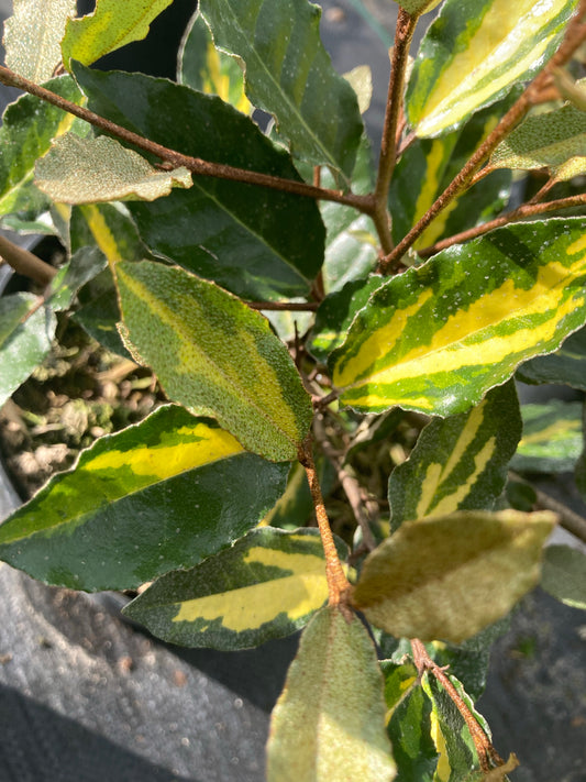 Elaeagnus x pungens 'Maculata' - Champion Plants