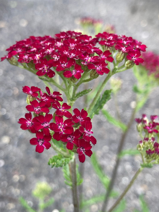 Achillea Summerwine - Champion Plants