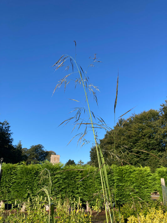 Stipa extremiorientalis - Champion Plants