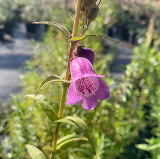 Penstemon Sour Grapes - Champion Plants