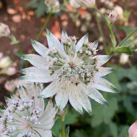 Astrantia major Margery Fish (Shaggy) - Champion Plants