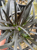 Ophiopogon planiscapus 'Nigrescens' - AGM - Champion Plants