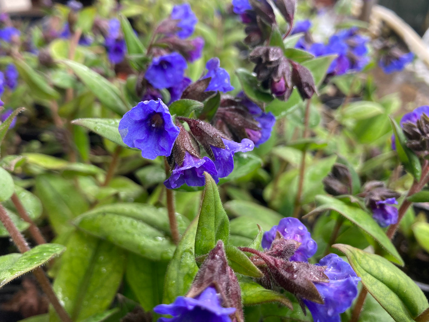 Pulmonaria Blue Ensign AGM - Champion Plants