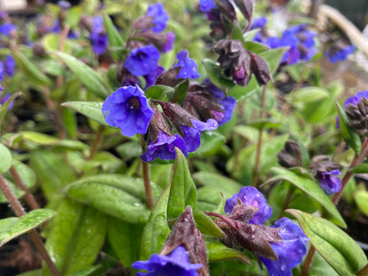 Pulmonaria Blue Ensign AGM - Champion Plants
