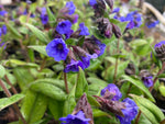 Pulmonaria Blue Ensign