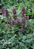 Stachys Silky Fleece - Champion Plants
