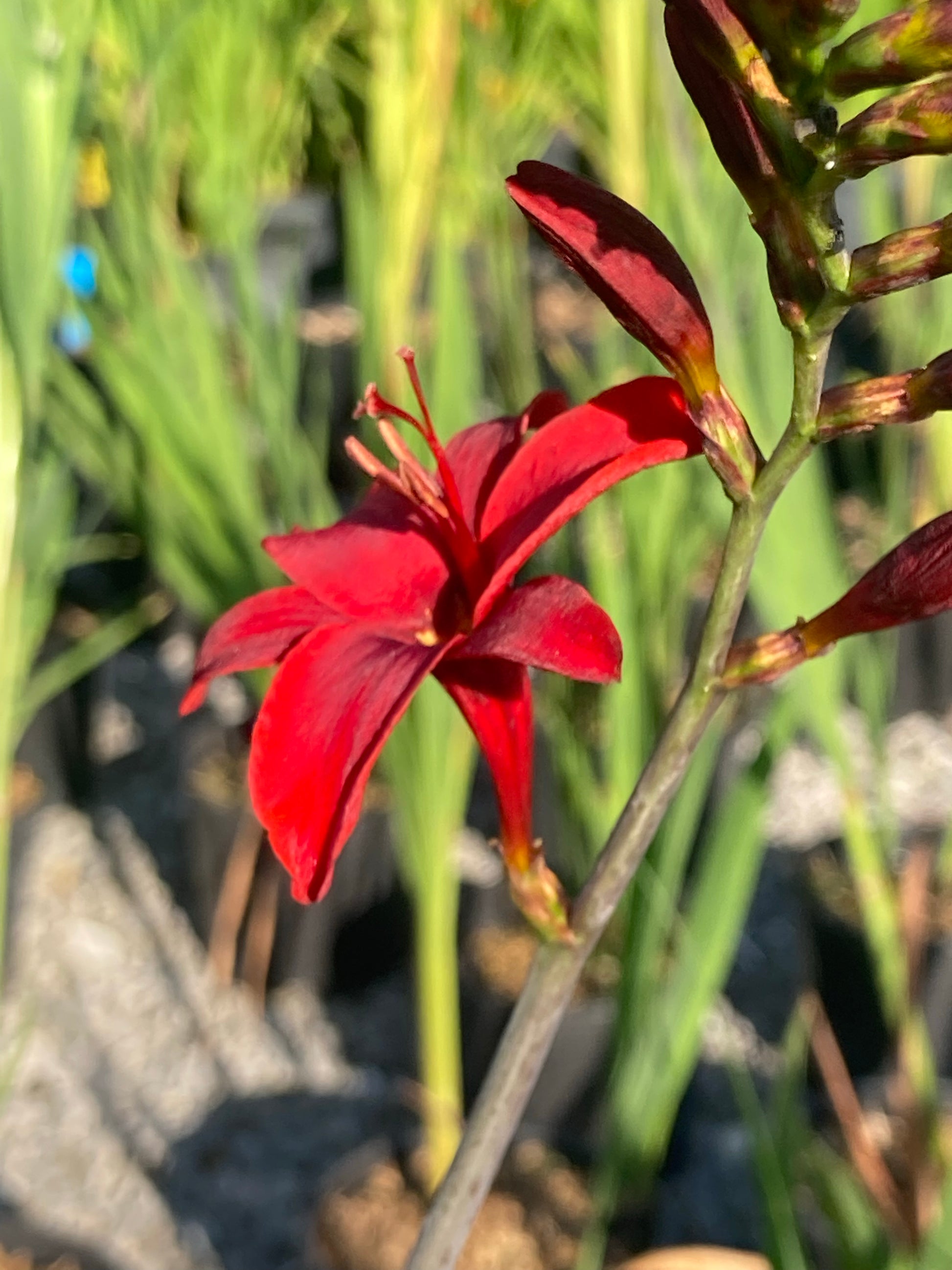 Crocosmia Hellfire - Champion Plants
