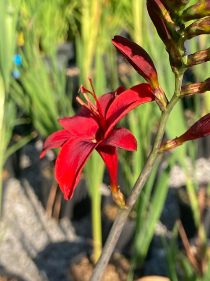 Crocosmia Hellfire - Champion Plants