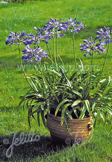 Agapanthus Blue Umbrella - Champion Plants