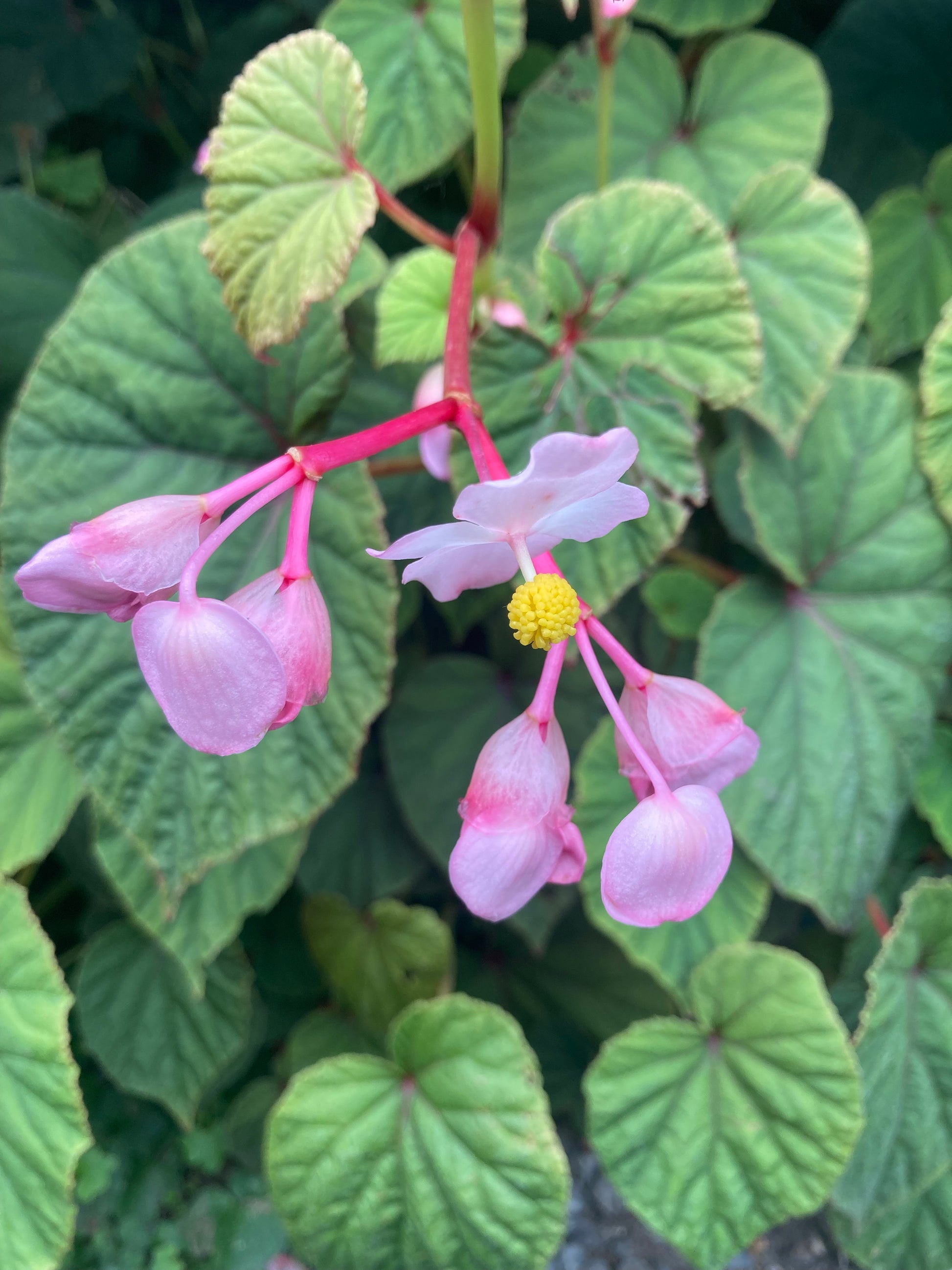 Begonia evansiana - Champion Plants