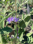 Caryopteris x cland. Dark Knight - Champion Plants