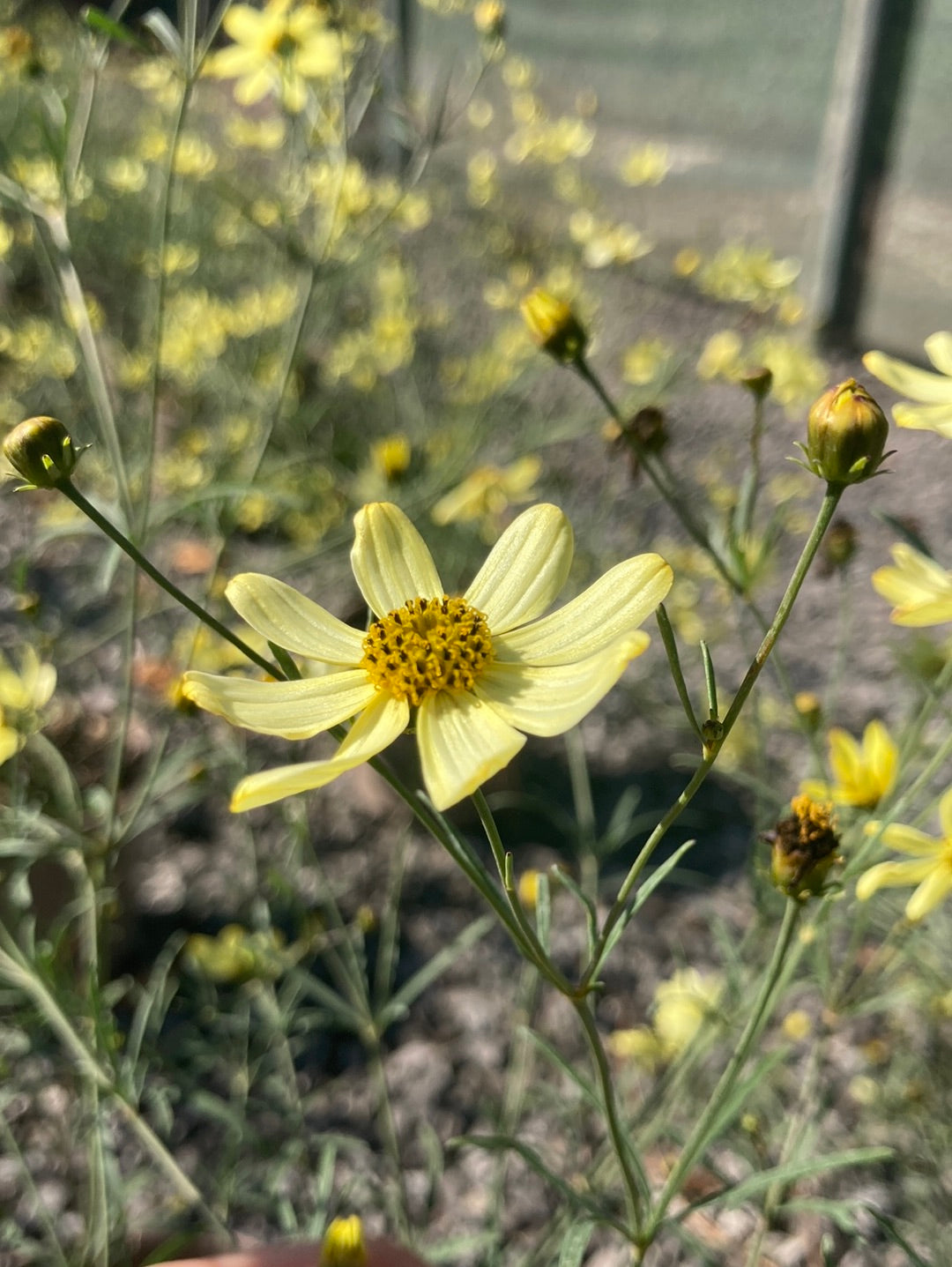 Coreopsis verticillata Moonbeam - Champion Plants