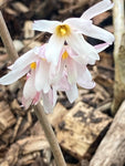 Abeliophyllum distichum Roseum - Champion Plants