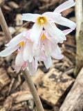 Abeliophyllum distichum Roseum - Champion Plants