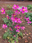 Anemone × hybrida 'Splendens' - Champion Plants