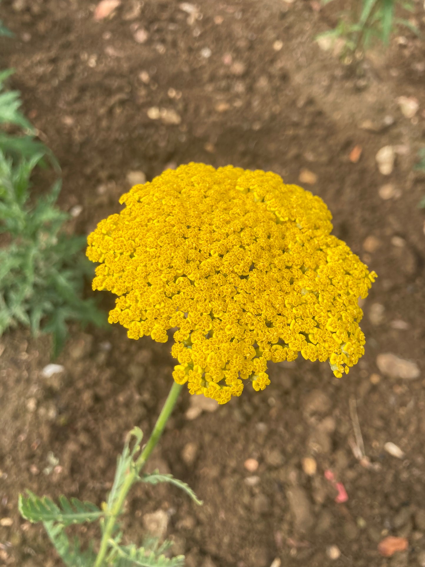 Achillea Gold Plate - AGM - Champion Plants