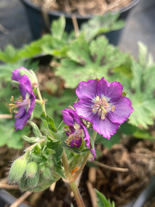 Geranium phaeum Lavender Pinwheel - Champion Plants