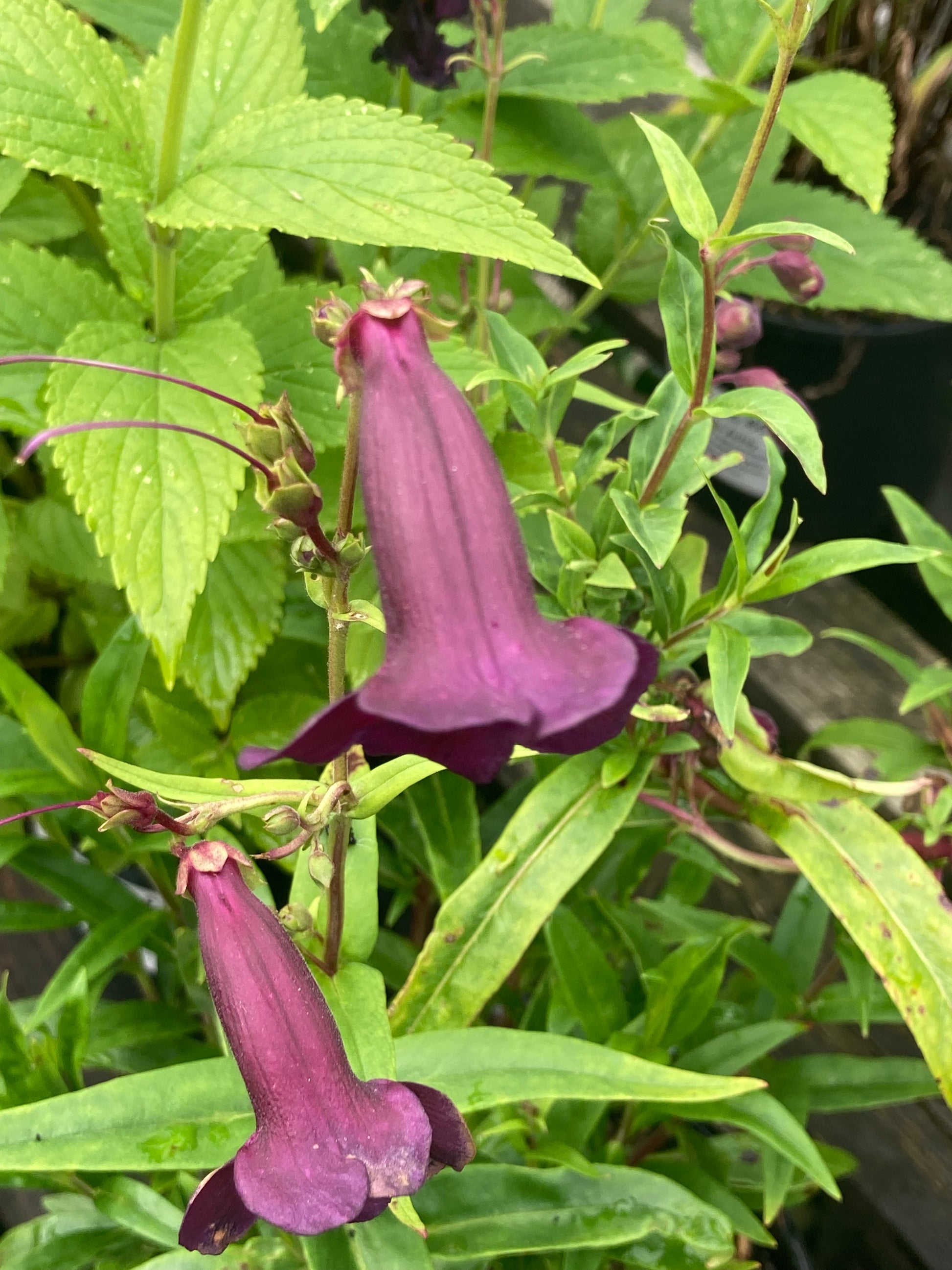 Penstemon Blackbird - Champion Plants