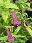 Penstemon Blackbird - Champion Plants