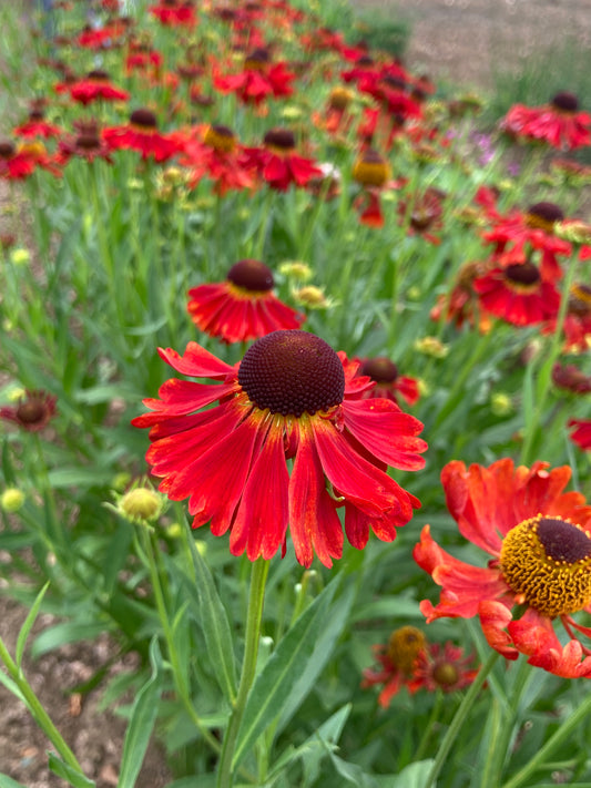 Helenium 'Moerheim Beauty' - AGM - Champion Plants