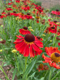 Helenium 'Moerheim Beauty' - AGM - Champion Plants