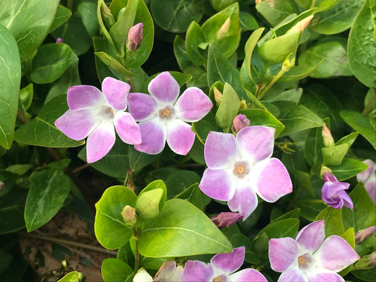 Vinca difformis Jenny Pym - Champion Plants