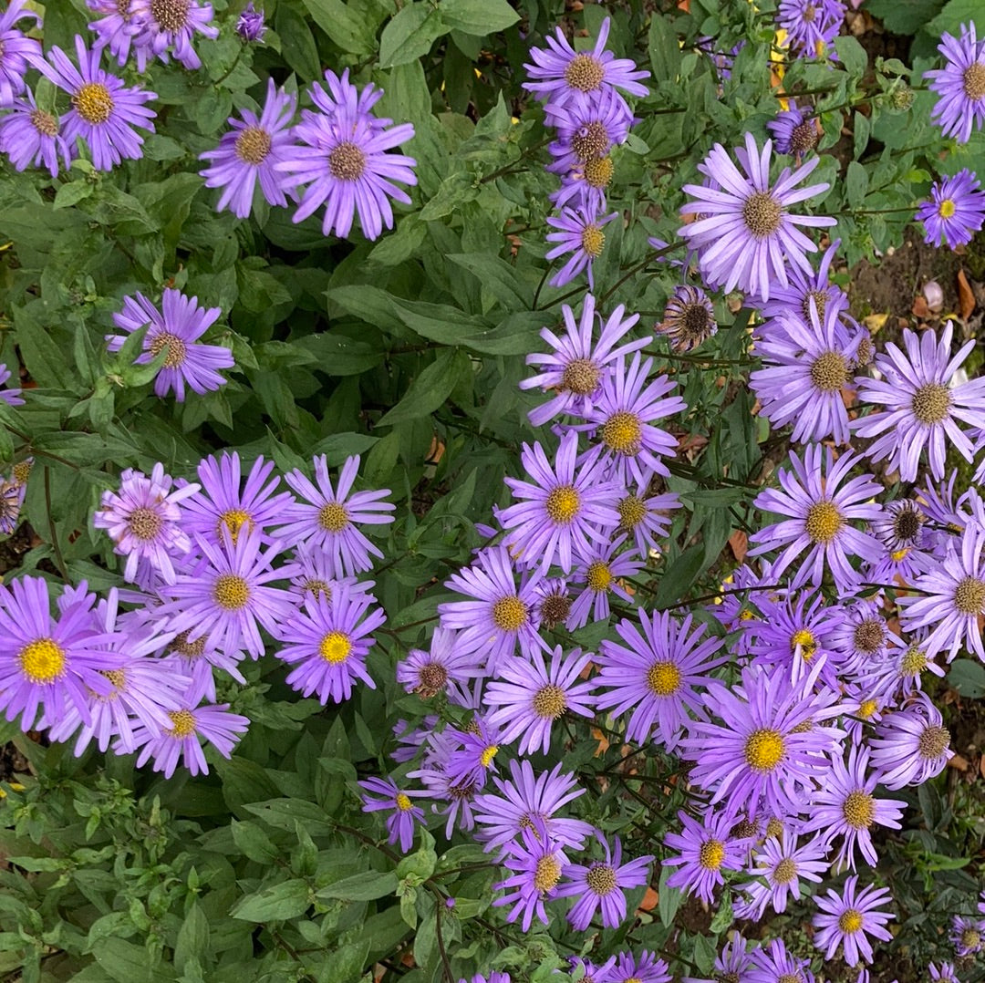 Aster x frikartii Jungfrau - Champion Plants