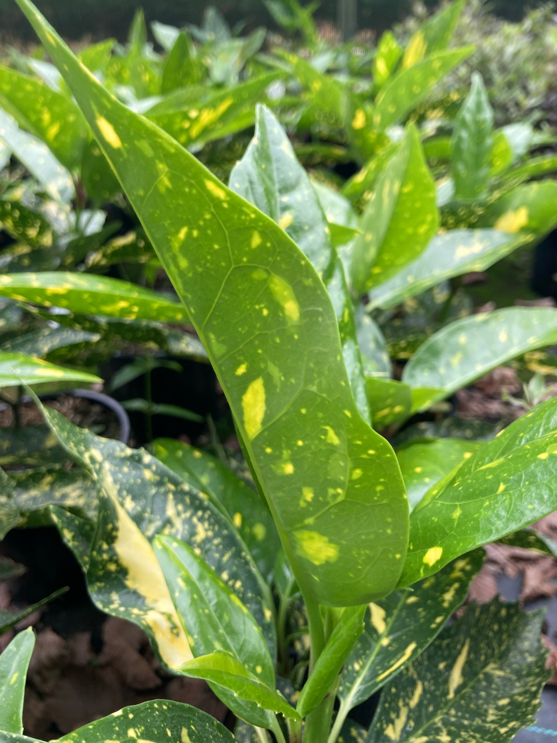 Aucuba Picturata - Champion Plants