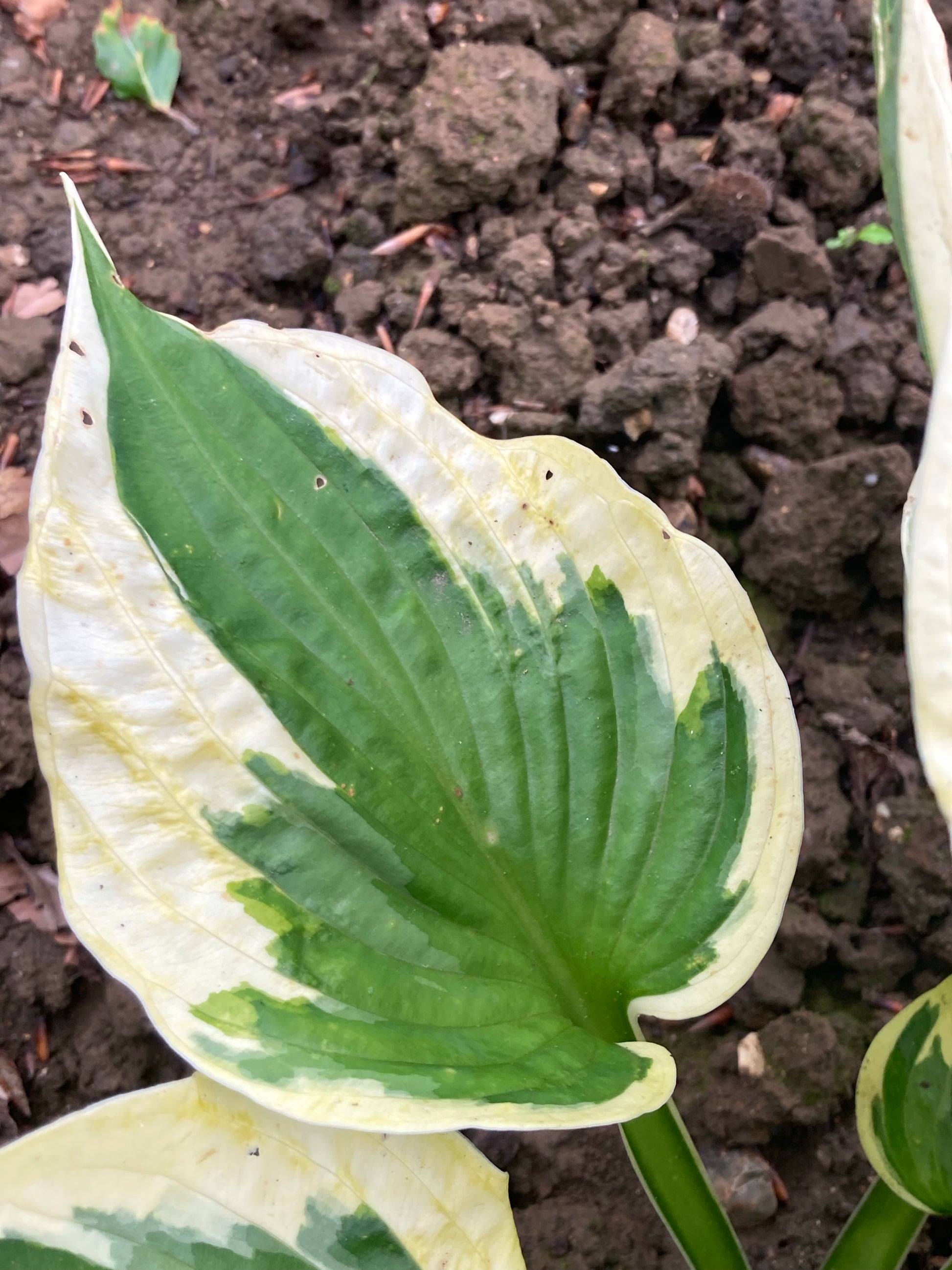 Hosta Wide Brim - Champion Plants