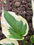 Hosta Wide Brim - Champion Plants