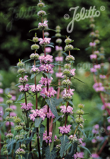 Phlomis tuberosa Bronze Flamingo - Champion Plants
