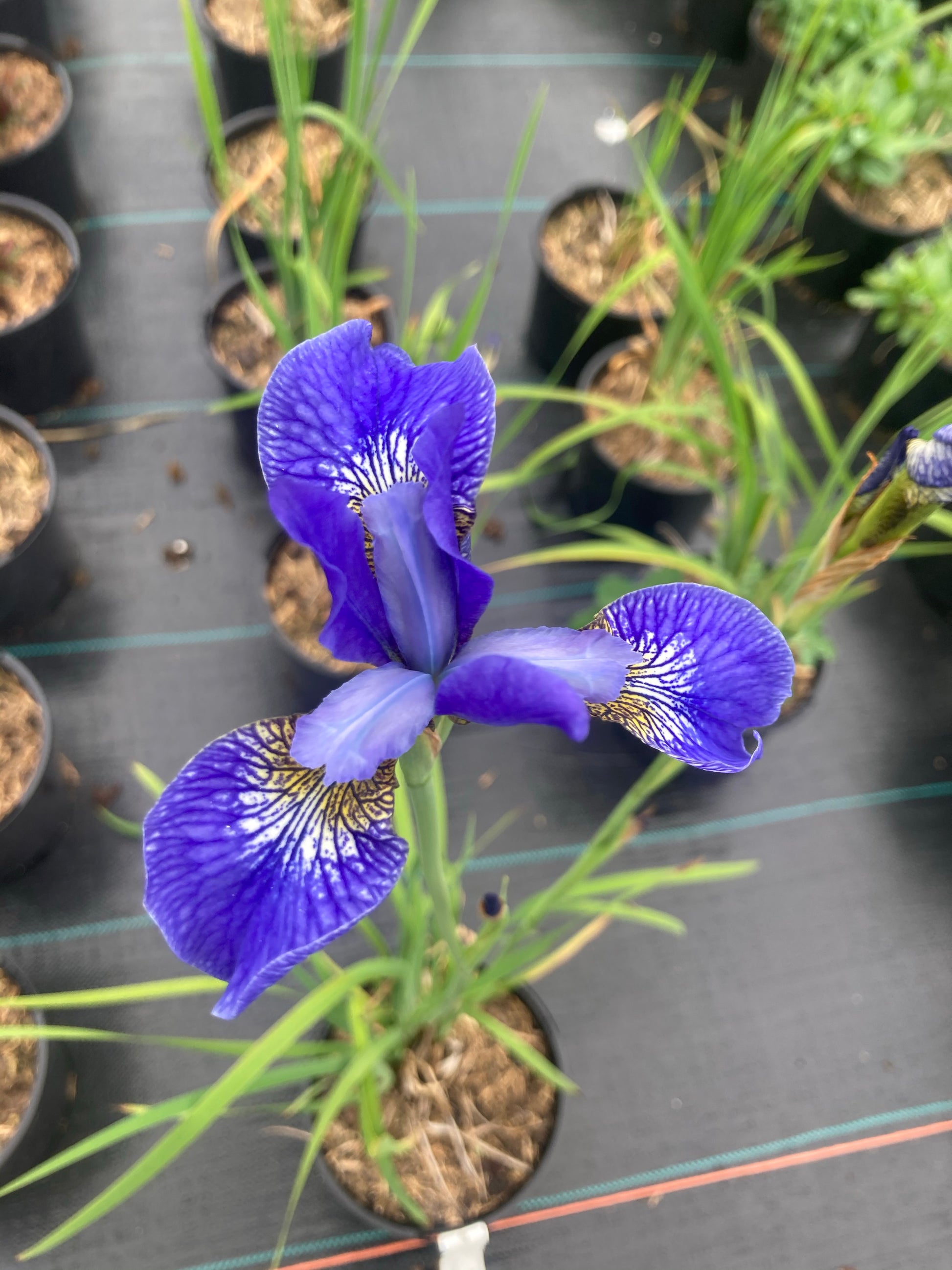Iris sibirica Papillon - Champion Plants