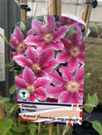 Clematis Dr Ruppel - Champion Plants