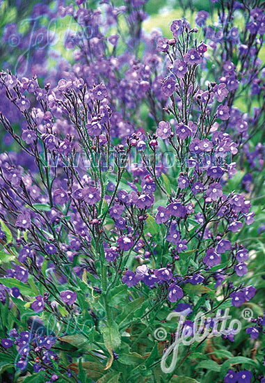 Anchusa Feltham Pride Strain - Champion Plants