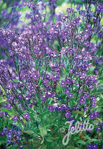 Anchusa Feltham Pride Strain - Champion Plants