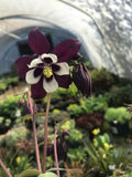 Aquilegia vulgaris Golden Guiness - Champion Plants