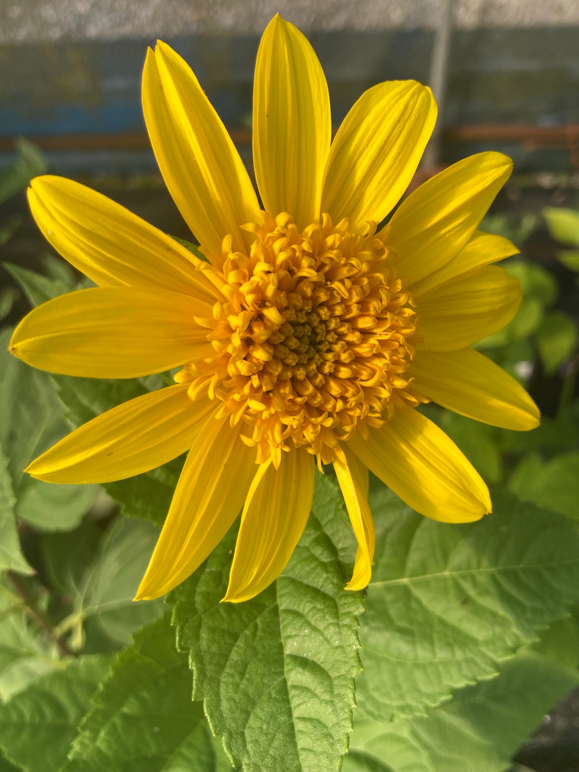 Helianthus Capenoch Star - Champion Plants